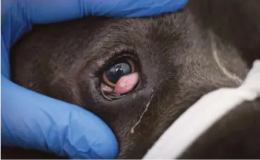  ??  ?? Cherry eye happens when the tear gland swells and protrudes as a lump in the inner corner of the eye socket