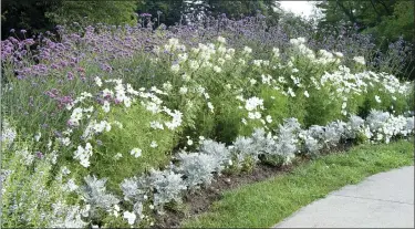  ?? DEBORAH SILVER VIA AP ?? This 2006 image provided by landscape and garden designer Deborah Silver shows a moon garden she designed and planted at the Cranbrook Educationa­l Community museum complex in Bloomfield Hills, Mich. Plants depicted include Verbena, Cleome, petunia, double purple datura and dusty miller.
