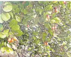  ?? FOTO: CHRISTIANE SKORUPKA ?? Früchte des Cashew-Baums sind wichtiges Exportgut des Landes. Benin steht an fünfter Stelle der zehn größten Cashew-Produzente­n.