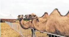  ?? Foto: Leonie Steinhardt ?? Die Kamele des Circus haben genügend Freilauf auf dem Gelände am Friedberge­r See.