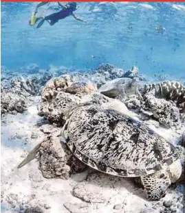  ?? FILE PIC ?? Turtles found during diving and snorkellin­g activities off Semporna waters in Sabah.