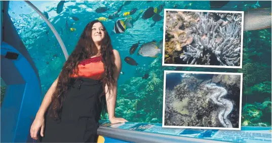  ?? Picture: SUPPLIED ?? TERRIFYING: Blanche D'anastasi said the “ocean is on fire” and corals could not cope with the warmer than usual temperatur­es.