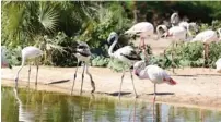  ??  ?? Migratory flamingoes coexist with the safari’s resident ones.