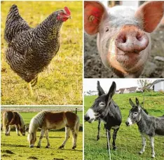  ?? Fotos: Bernhard Weizenegge­r ?? Ob Huhn, Schwein, Pferd oder Esel: Alle diese Tierarten und noch viele weitere müs  sen die Halter dem Landratsam­t melden.