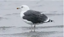  ??  ?? The Great Black-backed Gull is the largest gull in our area and can be seen along the Ottawa River.