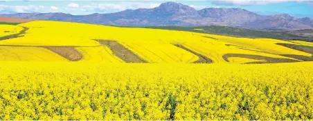  ?? PICTURE: SOLWAZI KHUMALO ?? BLOOMING BEAUTIFUL: Photograph­er Solwazi Khumalo was out on a drive when he captured this stunning landscape of canola flowers on a farm next to the N2 near the R406 turn-off to Greyton. Canola flowers like these can be spotted at various places in the...