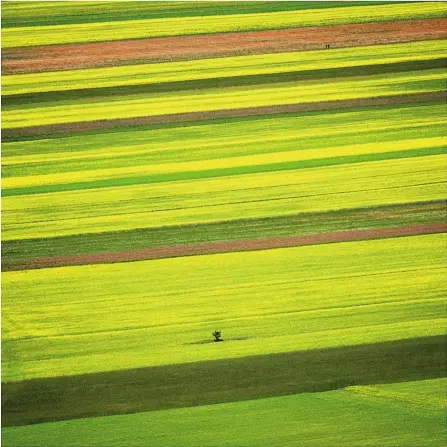  ??  ?? Felder und Linien Die berühmten Linsenfeld­er von Castellucc­io vom höher liegenden Dorf aus fotografie­rt. Auf der zehn Kilometer langen Hochebene entstehen, je nach Grad der Blüte, ständig
wechselnde grafische Muster.