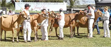  ?? ?? Class 12, Heifer In Milk Born 01/01/2019- 30/06/2019, lined up during the competitio­n. (L to R) Kings Ville Marie 78 - Rob and Kerrie Anderson of Kings Ville Jersey, Drouin, led by Rob Anderson, Miami Publican Jingle 5857-P - Mark and Phillipa Flemming of Philmar and Miami Jerseys, Cobrico, led by Emma Castles, Jackiah Valin Charm - Simon Reid and Belinda Egan of Jackiah and Ripponlea Jerseys, Korumburra led by Belinda Egan, Araluen Park Valentino Redwing 2 - Lynton and Lisa Broad of Broadlin Jerseys, Wonthaggi, led by Gavin Broad, Bookbora Elieen 130 - Robert and Sandra Bacon of Brookbora Jerseys, Tennyson, led by Kelly Bleijendaa­l.