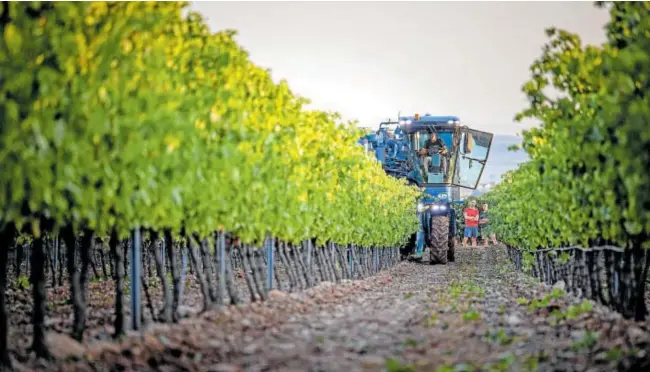  ?? // EFE ?? Viñedos en Aldeanueva de Ebro, una de las zonas con mayor producción en La Rioja