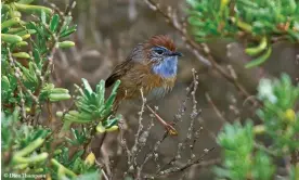  ?? Photograph: Dion Thompson ?? The southern emu wren, one of Australia’s smallest birds, is under threat from rocket launches on the Eyre Peninsula, conservati­onists say.