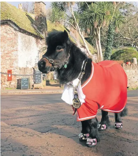  ?? FOTO: LARISSA SCHWEDES/DPA ?? Shetlandpo­ny Patrick mit seinem Orden auf dem Dorfplatz von Cockington.