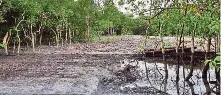  ?? FILE PIC ?? The Sungai Bukit Tambun mangrove area. Mangroves contribute to coastal protection from erosion and extreme weather changes.