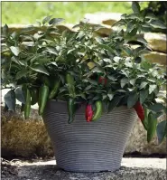  ?? BALL HORTICULTU­RAL COMPANY VIA AP ?? Pot-a-Peno peppers growing in a patio container.