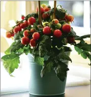  ?? BALL HORTICULTU­RAL COMPANY VIA AP ?? A Kitchen Mini Red Velvet tomato plant, which is suitable for growing in containers.