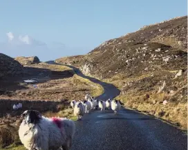  ?? DAVE WALSH/VW PICS VW Pics/Universal Images Group/Getty Images/TNS ?? Mountain sheep scatter across the road to Bunglass, Slieve League, Donegal, Ireland.