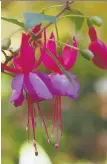  ?? GETTY IMAGES ?? Hardy fuchsias can be managed as either deciduous shrubs or as perennials, writes Helen Chesnut.