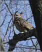  ?? SETH WENIG — AP ?? A Eurasian eagle-owl named Flaco sits in a tree in Central Park in New York on Monday.