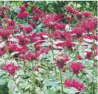  ?? MARKCULLEN.COM ?? Scarlet beebalm Oswego tea gets an honourable mention for being a shade-loving native bloom.