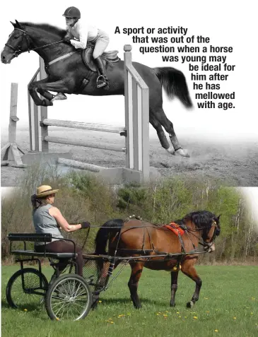  ??  ?? A sport or activity that was out of the question when a horse was young may be ideal for him after he has mellowed with age.