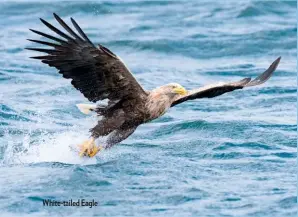  ??  ?? White-tailed Eagle