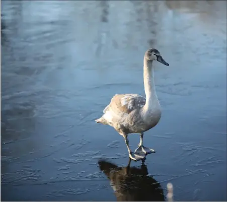  ?? We welcome submission­s for Picture of the Day. Email picoftheda­y@theherald.co.uk ??