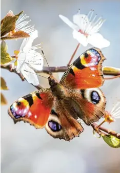  ?? Foto: Frank Rumpenhors­t, dpa ?? Immer mehr Insektenar­ten sind vom Aussterben bedroht. Darunter auch viele Schmetterl­inge, die ums Überleben kämpfen.