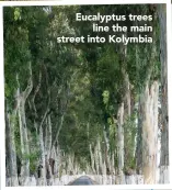  ??  ?? Eucalyptus trees line the main street into Kolymbia