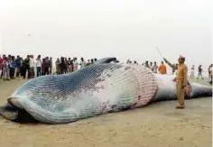 ??  ?? MUMBAI: Onlookers gather around a 23 feet dead whale washed ashore at the Juhu Chowpatty in Mumbai yesterday. — AFP