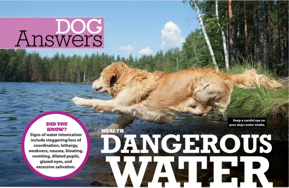  ??  ?? Keep a careful eye on your dog’s water intake.