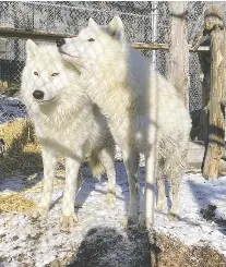 Zoo `thrilled' to find companions for wolf without a mate since 2022 ...