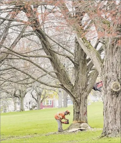  ?? Paul Buckowski / Times Union ?? At top, an area of Lincoln Park along Eagle Street in Albany is seen on Monday. Above, crews work Monday to cut down a large tree in the upper section of the park. Tree cutting in the park took residents by surprise last week; city officials expressed frustratio­n with how a contractor handled the job, and residents said the city has not done enough to communicat­e with the public on plans for renovation­s in the park.