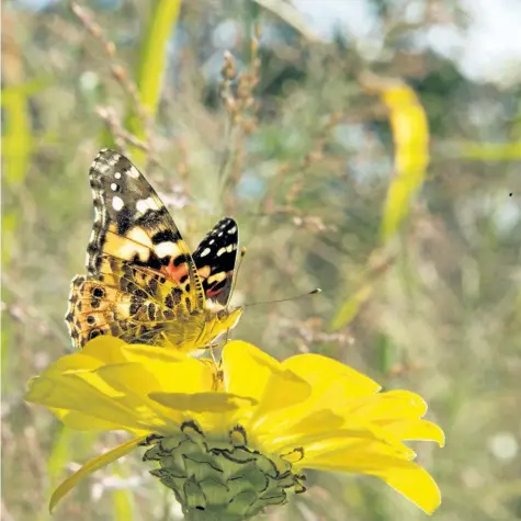  ?? PHOTOS BY THERESA FORTE/ SPECIAL TO THE STANDARD ?? Plant extra flowers to attract butterflie­s and pollinator­s to your garden.