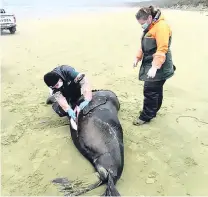  ?? PHOTO: DEPARTMENT OF CONSERVATI­ON ?? This sea lion was found shot on Tautuku beach on Sunday.