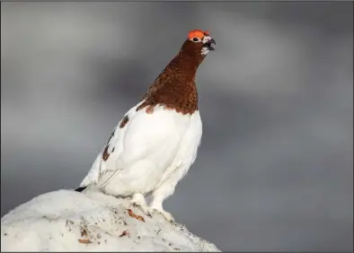  ?? Photo by Kate Persons ?? ADVERTISIN­G— As the breeding season approaches, males grow striking chestnut-red capes and strut and rattle from prominent perches such as roadside berms or tall willows. From his throne, dressed in eye-catching plumage, the male advertises the boundaries of his territory and entices a mate. Females are attracted to males that display vigorously and that have the largest red combs over their eyes.