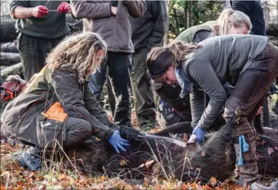  ??  ?? Peu de femmes excellent dans l’éviscérati­on et la découpe du grand gibier. Mais ce constat n’est-il pas aussi valable pour les hommes ?