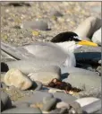  ??  ?? A little tern.