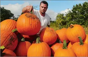  ?? DANA JENSEN/THE DAY ?? Farm manager Phil Whittle places a pumpkin on a trailer Sept. 27 while he and farm hands harvest pumpkins to move to a field closer to the farm stand where people can select their own pumpkin at Whittle’s Farm in Mystic. Whittle is the fifth generation working on the farm.