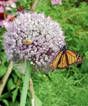  ?? SUPPLIED ?? A bee and a butterfly share a flowering leek.