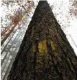  ??  ?? Der gelbe Punkt verrät: Der Baum muss geastet werden.