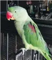  ?? THE CANADIAN PRESS ?? Fruit Loop, an Alexandria­n parrot, escaped through an open door when company was visiting the Van Hoeve home in Cochrane last July.