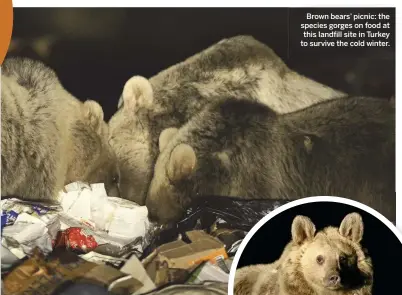  ??  ?? Brown bears’ picnic: the species gorges on food at this landfill site in Turkey to survive the cold winter.