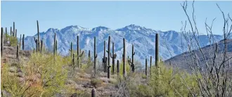  ?? MARE CZINAR/ SPECIAL TO THE REPUBLIC ?? Rincon Peak (center) can be seen from El Grupo Loop trail in
Tucson’s Enchanted
Hills Trails Park.