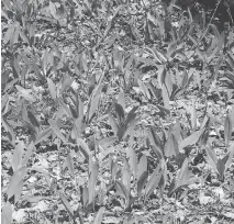  ?? GARDENS NORTH ?? Wild leek, mulched naturally with fallen forest leaves.