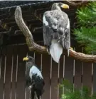  ?? Teagan Staudenmei­er/Post-Gazette ?? Kody the Steller’s sea eagle sits below his new companion, an unnamed female, at the National Aviary on Tuesday.