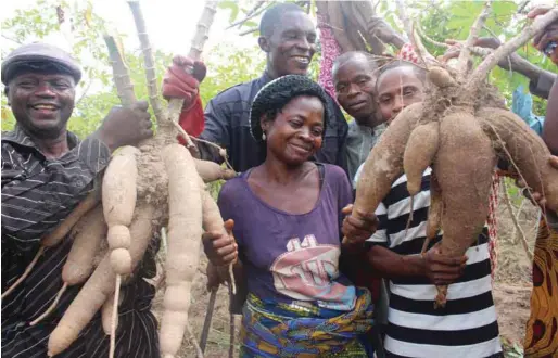  ??  ?? Members of Enyin-Ebenye Multipurpo­se Cooperativ­e in Bekwarra in Cross River collective­ly harvesting their cassava