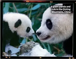  ??  ?? A giant panda and cub in the Qinling Mountains, China