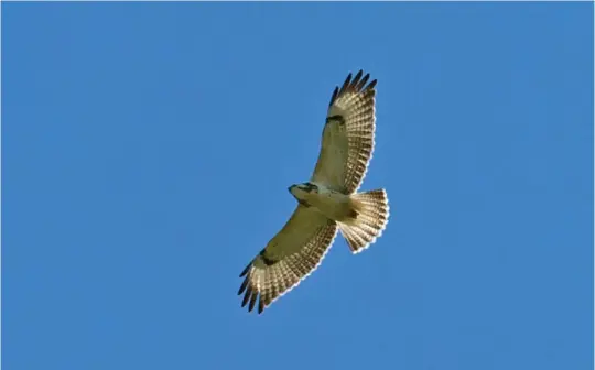  ?? ?? SIX: Juvenile Common Buzzard (Falsterbo, Sweden, 5 September 2010). The very broad wings, short, blunt head and short, squarecorn­ered tail identify this straightaw­ay as a Common Buzzard. It looks strikingly white with minimal dark in the underparts and underwings and reduced dark comma-shaped ‘wrist patches’, but such birds at the pale end of the range of variation are not infrequent, especially in Continenta­l Europe. The rather diffuse trailing edges to the wings and the lack of a broad dark subtermina­l band to the tail age it as a juvenile.