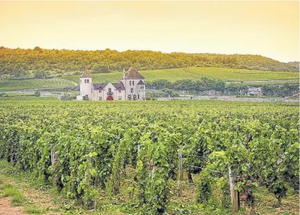  ?? Shuttersto­ck ?? Viñedos en la Borgoña, Francia, de donde surgen los mejores Pinot Noir del mundo