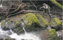  ?? Paul Chinn / The Chronicle 2019 ?? Eric Ettlinger, aquatic ecologist with the Marin Municipal Water District, monitors coho salmon’s spawning last January.