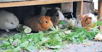  ?? FOTO: TMN ?? Meerschwei­nchen fühlen sich im Freien wohl - sie brauchen aber einen Stall mit Rückzugsmö­glichkeite­n und Schutz vor Sonne.